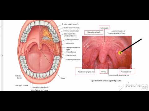 Muscles of soft palate 4