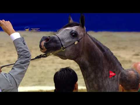 45 D MUMAYYAZAH Dubai 2018