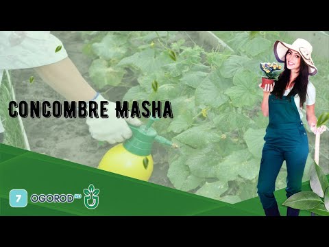 , title : 'Concombre Masha'