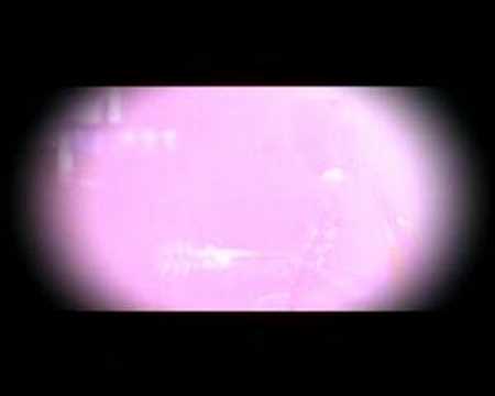 Mafalda Veiga - Fim do Dia