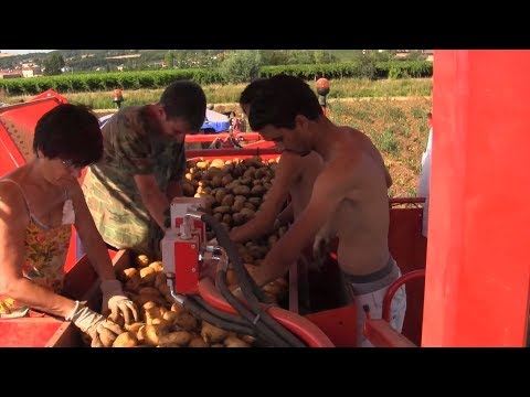 IMAC 7580-RB25-30 kombajn za krompir 