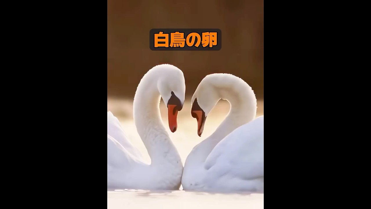 他に一夫一妻制の動物はいますか？ #animals #動物 #癒し