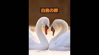 他に一夫一妻制の動物はいますか？ #animals #動物 #癒し
