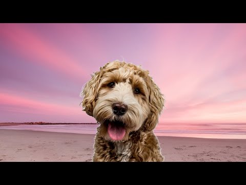 Funny Dogs and Cat |Funniest Pets| Anusha HW channel