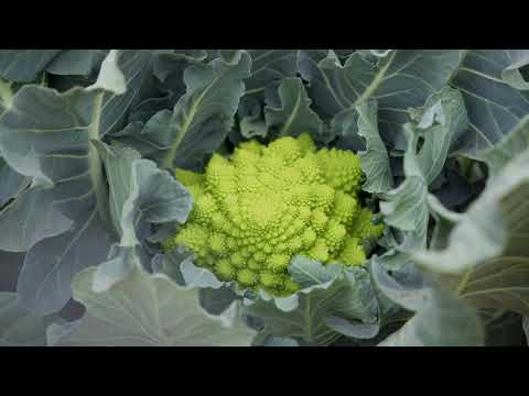 Video: ROSKOF F1