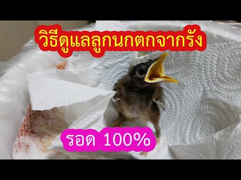 คลิกเพื่อดูคลิปวิดีโอ