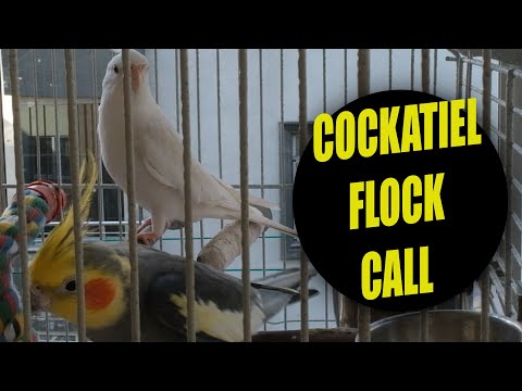 COCKATIEL FLOCK CALL SOUND 4K-cockatiel sound