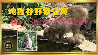 【4K映像】夏の地獄谷野猿公苑／子育てシーズン