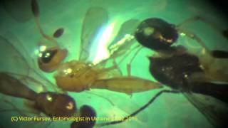 preview picture of video 'Parasitoids Under Microscope: Scelionidae, Hymenoptera in Ukraine 01.03.2015'