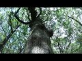I Wanna Be - Quentin Hannappe (Unofficial Music ...