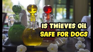 Is Thieves Oil Safe to Diffuse Around Dogs & Puppies?
