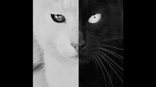 Pete Tong -- Need To Feel Loved