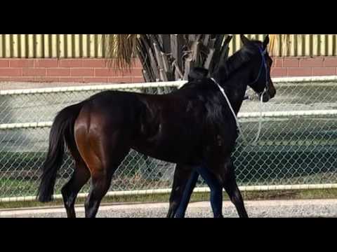 Belmont Park, 25/05/2016 - Race 4 - RAGNAR'S SAGA - Simon A. Miller/Jarrad Noske