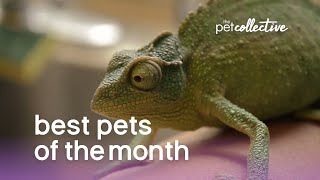 Best Pets of The Month  (June 2019) | The Pet Collective