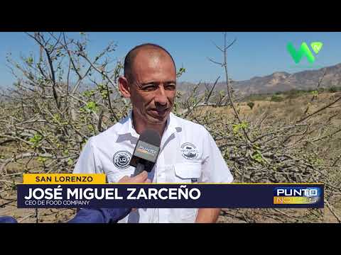 San Lorenzo - Jocote Barón Rojo, fruto identitario del distrito