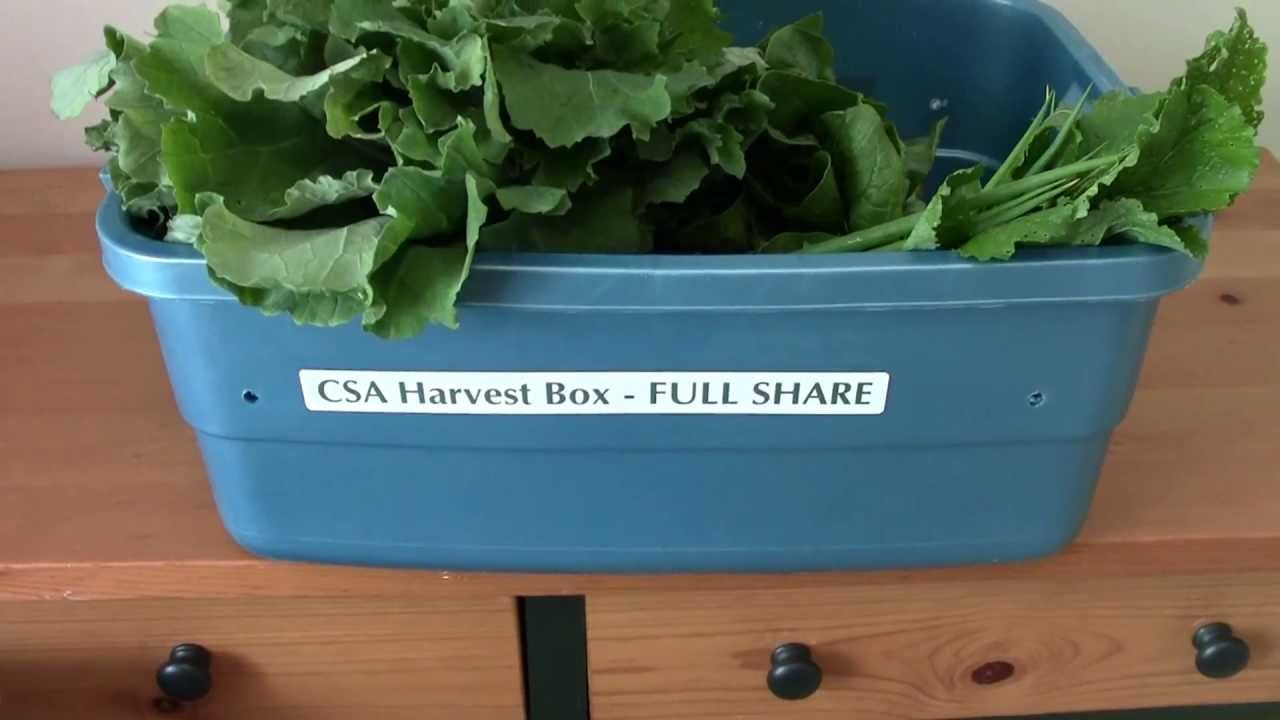 CSA Box Week 1!