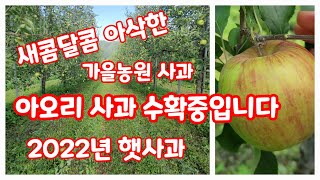 아오리 수확중입니다. 새콤달콤 아삭한 가을농원 햇사과 [사과재배방법]