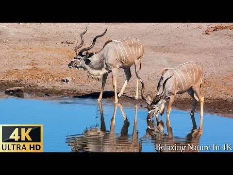 4K African Antelopes - Relaxing Music With Video About African Wildlife (4K ULTRA HD)