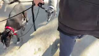 Video preview image #1 Labrador Retriever-Unknown Mix Puppy For Sale in The Woodlands, TX, USA