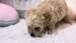 ハーフ犬の動画01