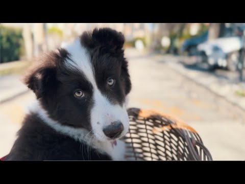 Benjamín Amadeo | Pasaría