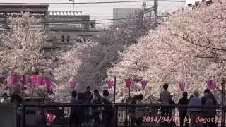 preview picture of video 'Japan Trip 2014 Tokyo Cherry-blossom viewing(Hanami) in Meguro River & Naka-Meguro Station 1693'