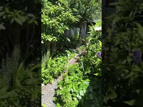 Garden #robina #goldcoast #shorts