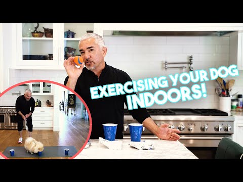 THREE GREAT WAYS to Exercise with Your Dogs when you #StayHome