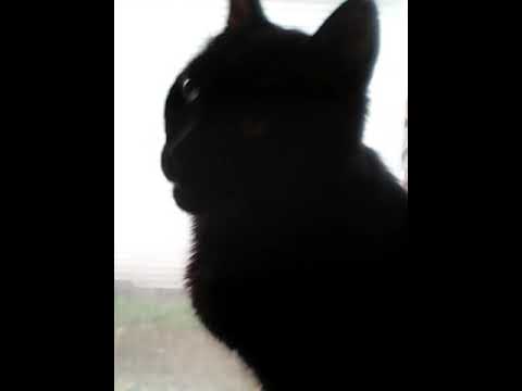 Hello Ms. LaKeisha Chavon Deloatch from Ernest John Hammond my Handsome Man Cat