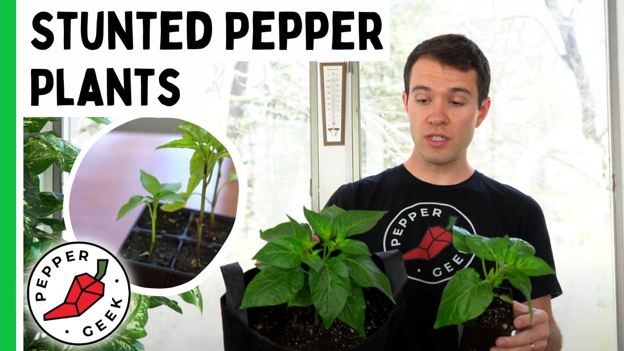 Why Are My Plants Not Growing? Stunted Pepper Plants - Pepper Geek - YouTube