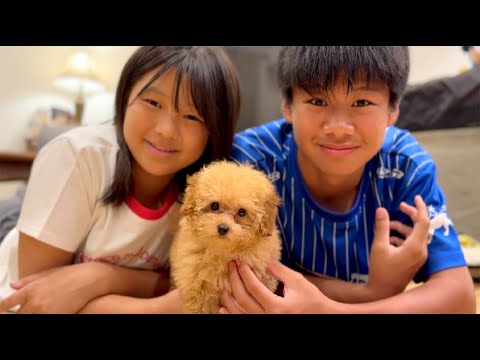 【報告】感動！新しい家族が増えました！トイプードルの赤ちゃんがお家に来た日