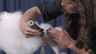 Toy Poodle Legs and Rosettes