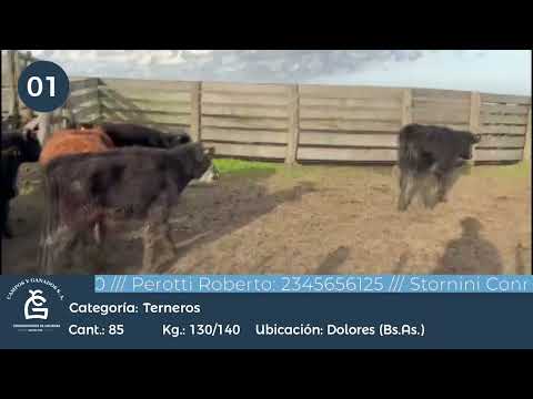 Lote Machos - Dolores Bs As