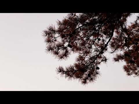 171114화 가을나무