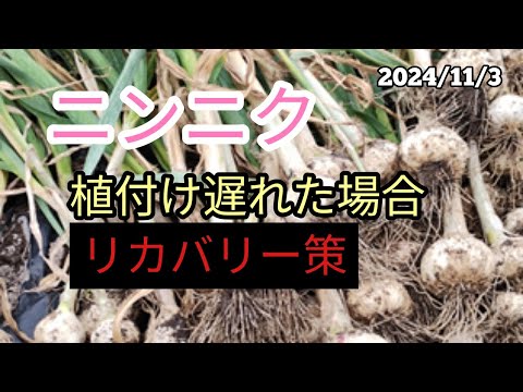 鶏の冬の餌は何ですか？季節を通して体型を維持するための 3 つのプロテイン レシピ  庭園