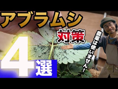ディプラデニアの黄色いアブラムシを取り除く方法は？効果のある5つの自然療法!  庭園