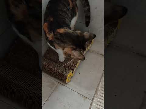 #413#catsfunnyactivity#cats play with 💦🌊 drops#catsenjoy#catshappy#shortsvideoviral2025