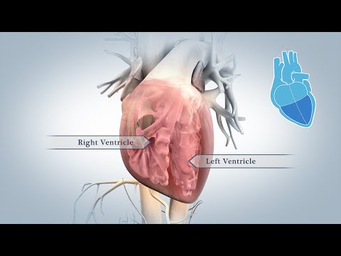 Anatomy of the Heart