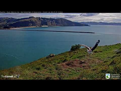 Royal Albatross Chick Goes On A Walkabout In New Zealand | DOC | Cornell Lab
