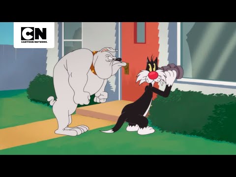 FELIZ PIU-PIU-VERSÁRIO | LOONEY TUNES CARTOONS | CARTOON NETWORK