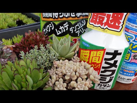 カタツムリやナメクジを追い払うにはどうすればいいですか？植物を救うおばあちゃんの治療法  庭園