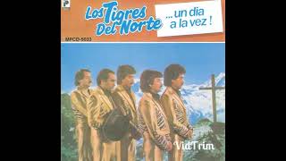 Gallo de pelea los tigres del norte