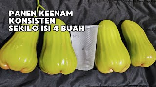 Download lagu THE MOST PREMIUM JAMBU AIR‼️JAMBU AIR GREEN GIANT‼️#jambuair #jambuairgreengiant mp3 Download lagu THE MOST PREMIUM JAMBU AIR‼️JAMBU AIR GREEN GIANT‼️#jambuair #jambuairgreengiant mp3