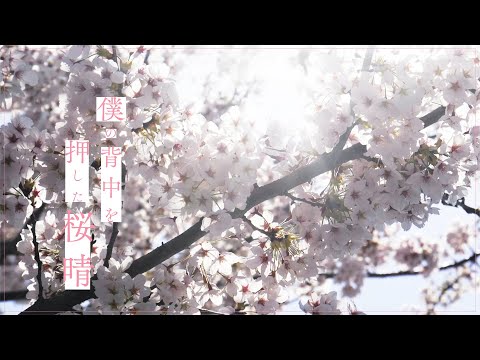 桜晴
