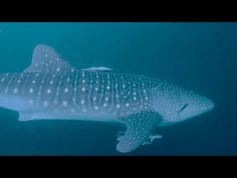 Scuba diving Derawan, North Sulawesi & Lembeh - AUG 2025