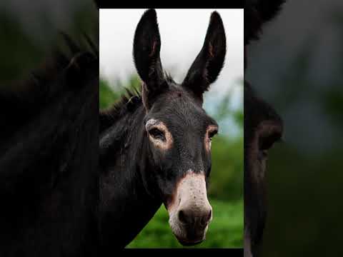 Los duende de la piedra de Cuapa