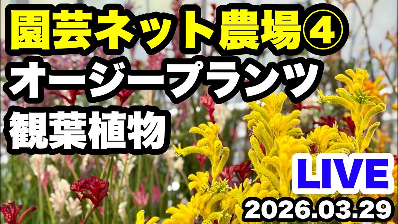 ■園芸ネット農場LIVE【オージープランツ】【観葉植物】