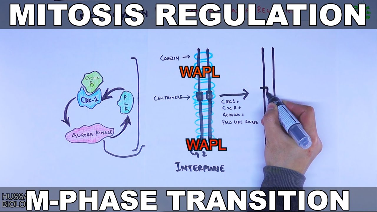 Mitosis Regulation | M-Phase Transition - YouTube