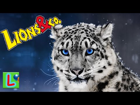 Deagostini ЛЬВЫ и КО МАКСИ СНЕЖНЫЙ БАРС или ИРБИС Деагостини LISKA SHOW UNPACKING