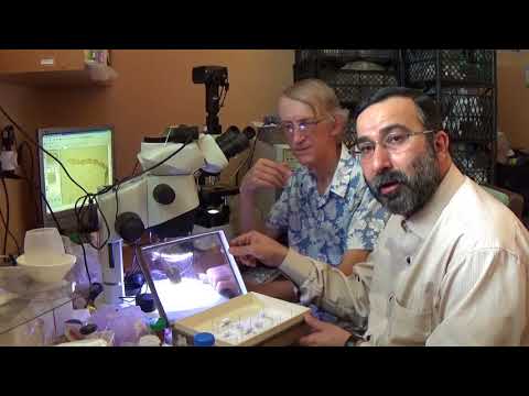 Microscopic Study of Taxonomy of Eurytomidae (Hymenoptera) of Iran (ENGLISH + ARABIC)